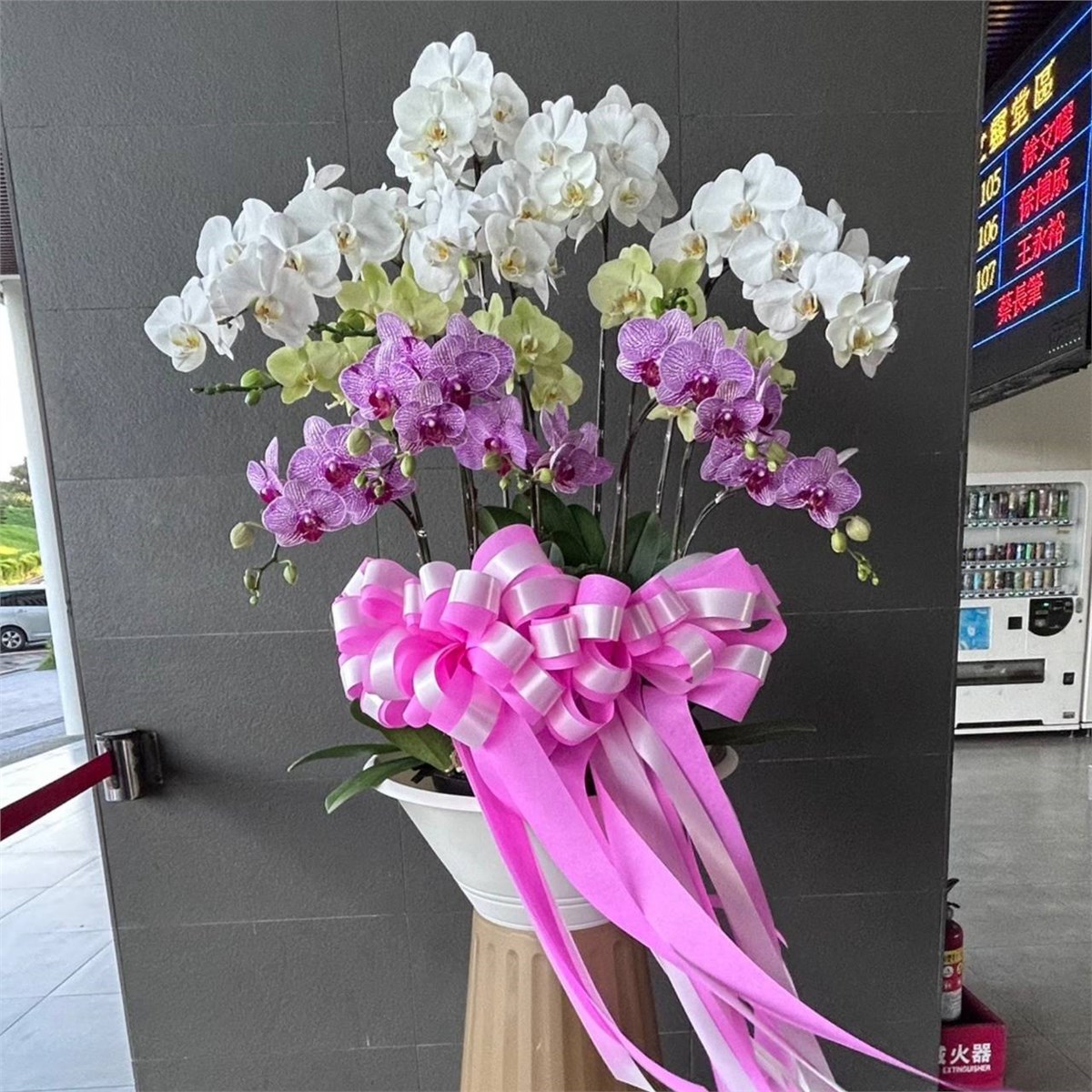 高雅十五株三色蘭花盆
