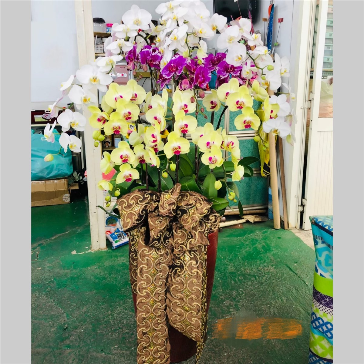 高雅十五株三色蘭花盆