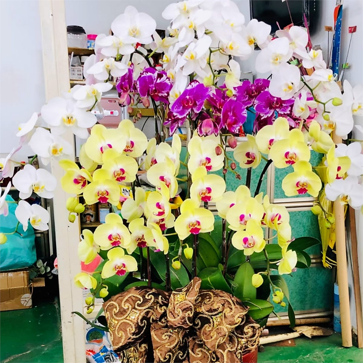 高雅十五株三色蘭花盆