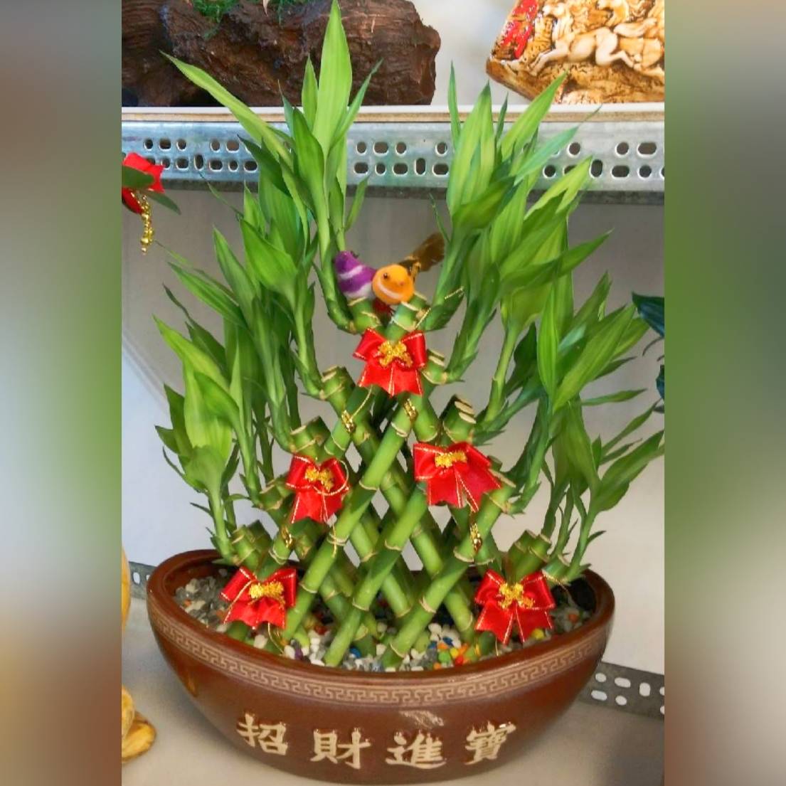 招財進寶開運竹盆栽