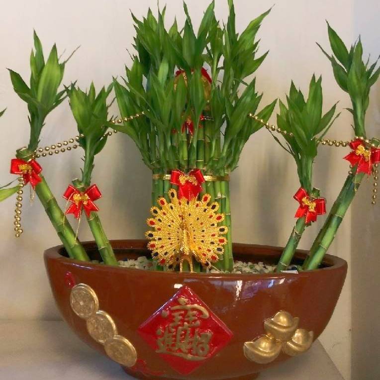 造型開運竹盆栽