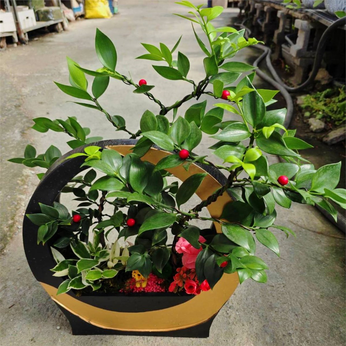 竹柏藝術造型造景盆栽