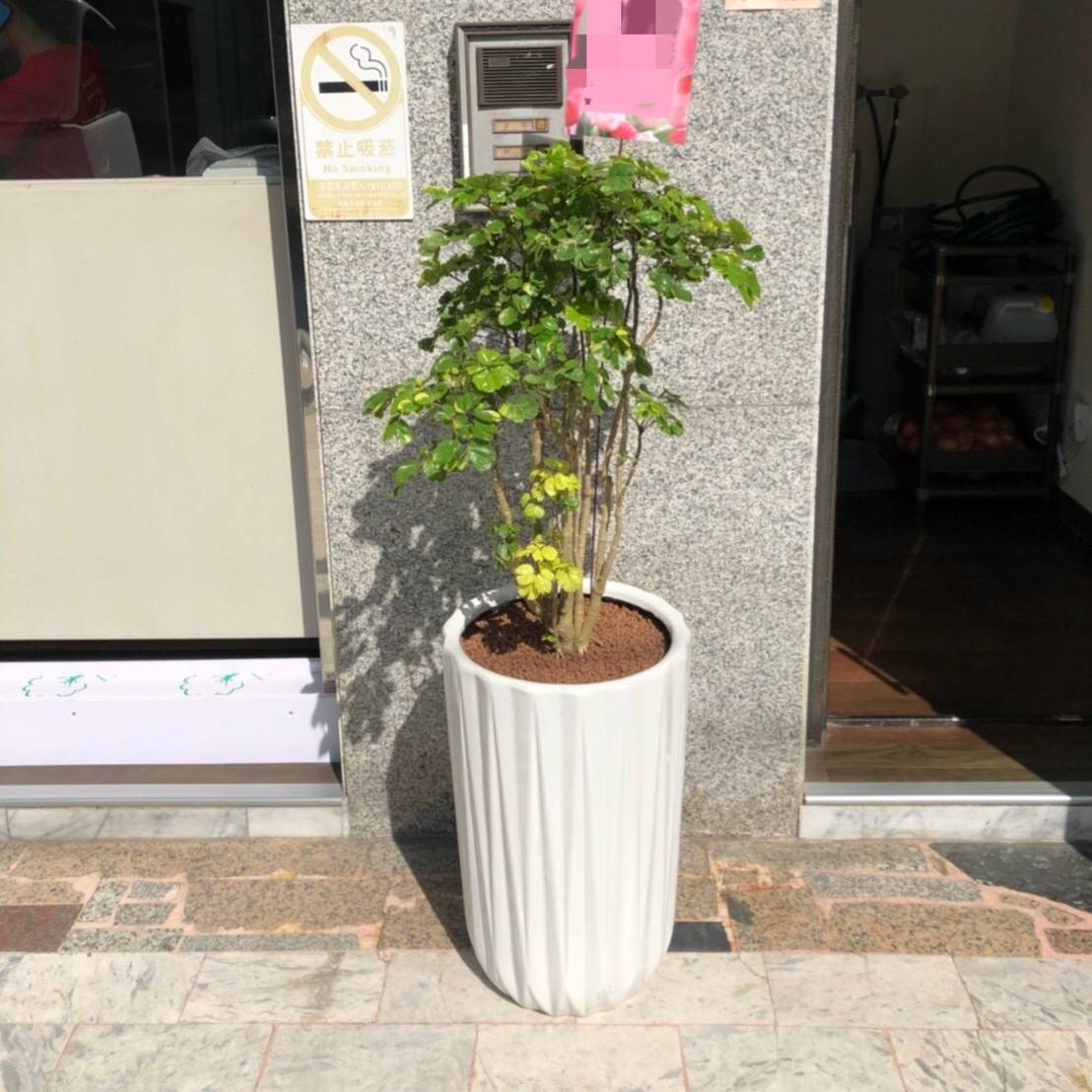 黃金福祿桐盆景