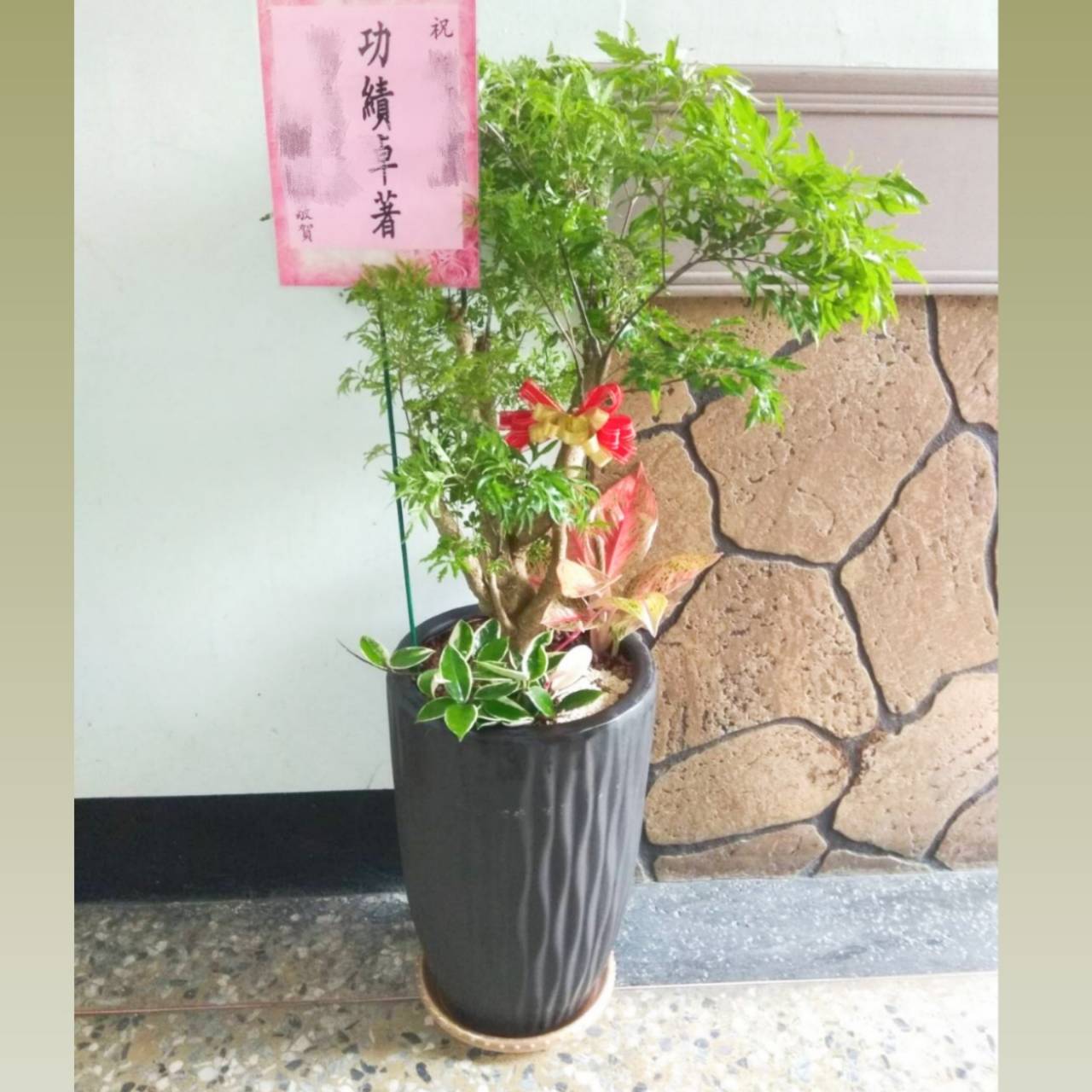 羽葉福祿桐盆景