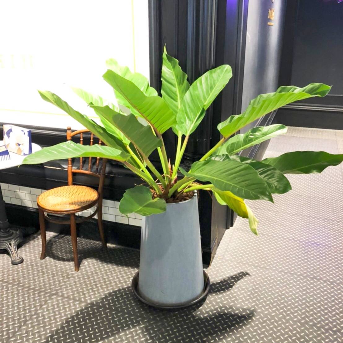 綠色觀景植物盆景