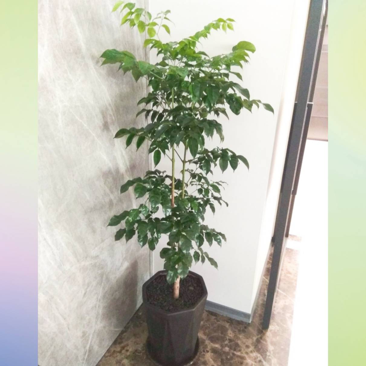 進財樹盆景