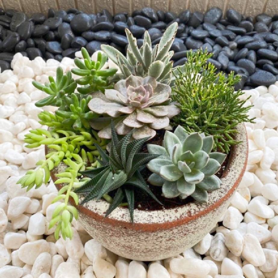 多肉植物組合 盆景