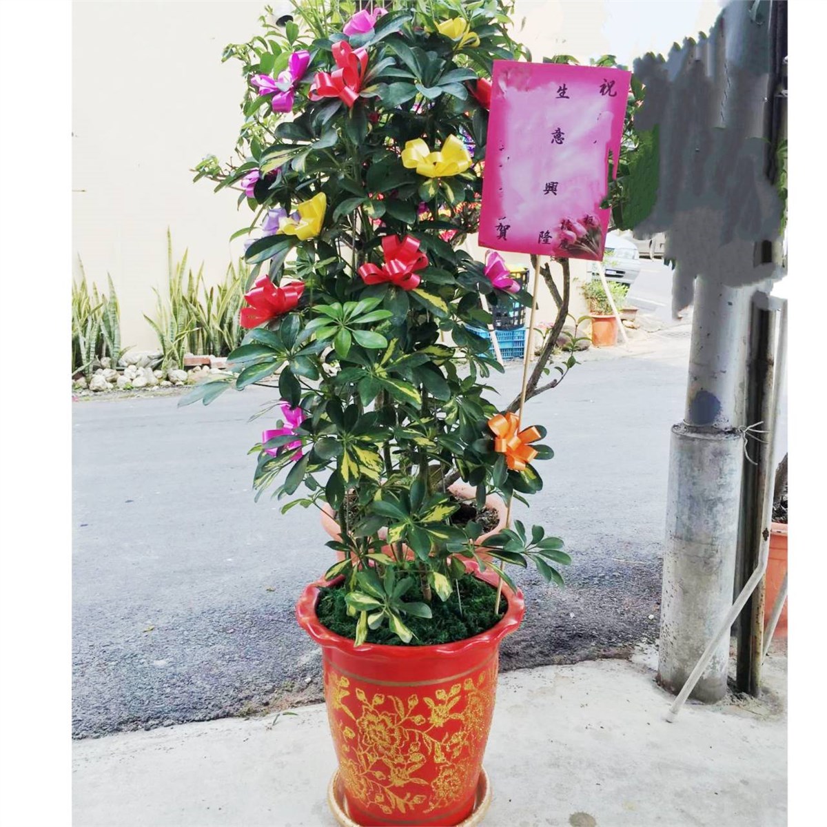 發財吉祥盆栽