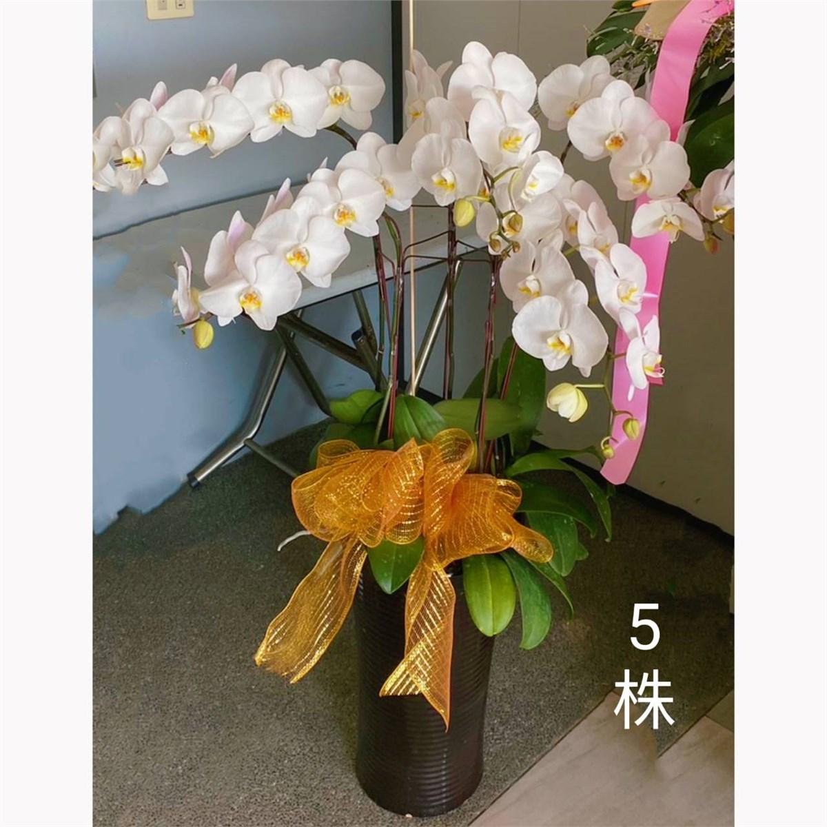 5株蘭花盆景(白) -雲林