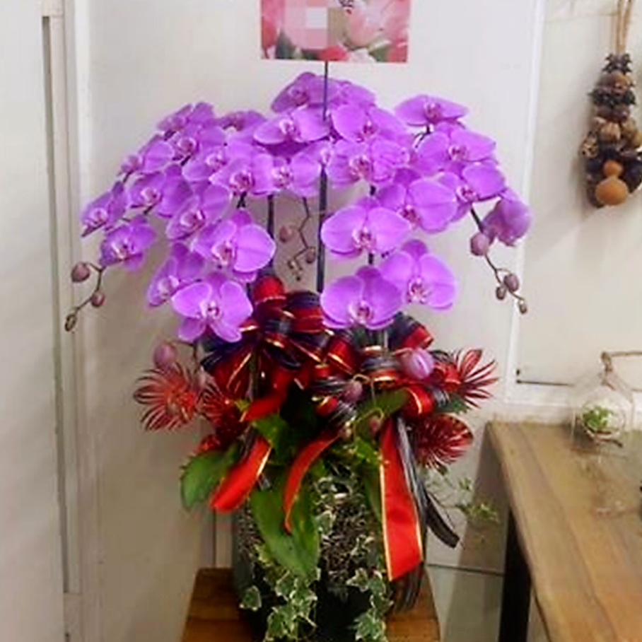 5株高雅蘭花(粉)