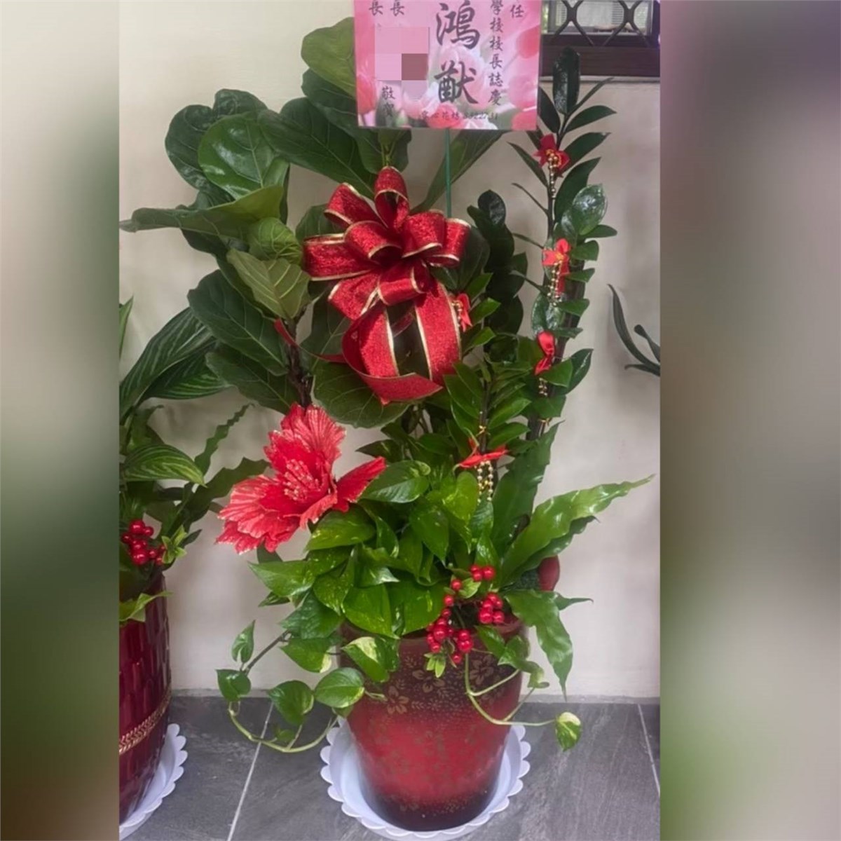 金錢樹盆栽B款