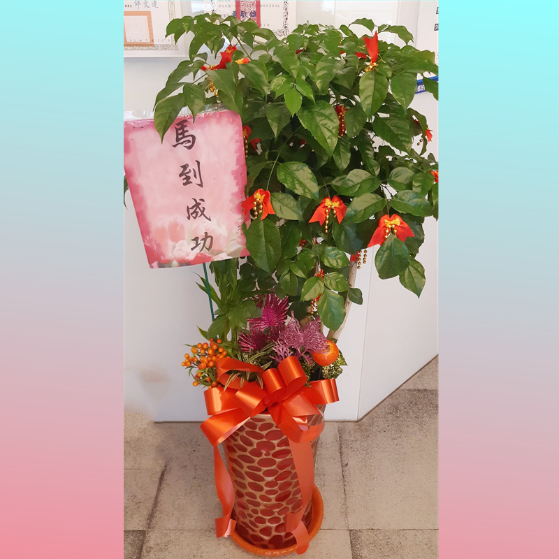 進財樹盆栽