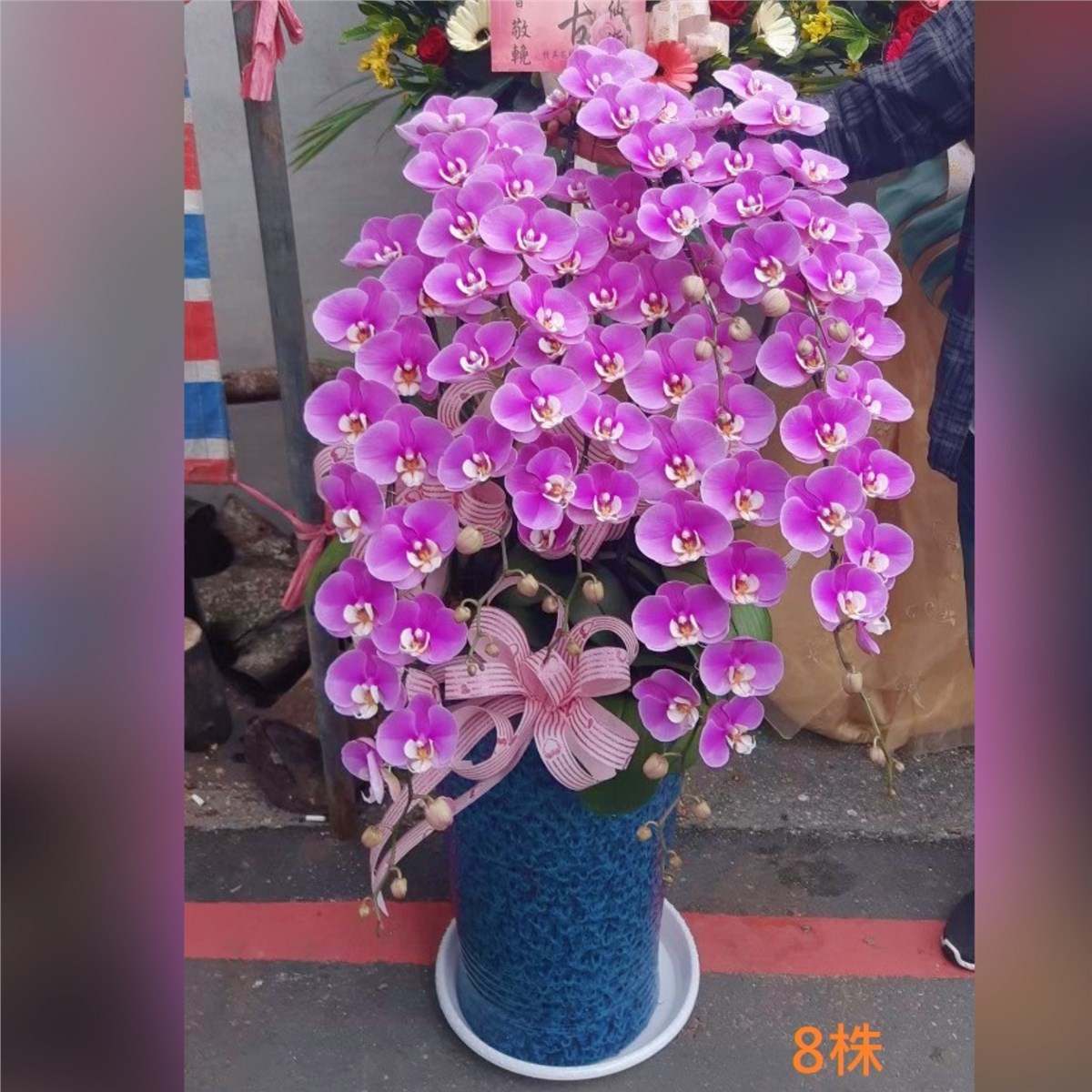 八株典雅蘭花(粉色)