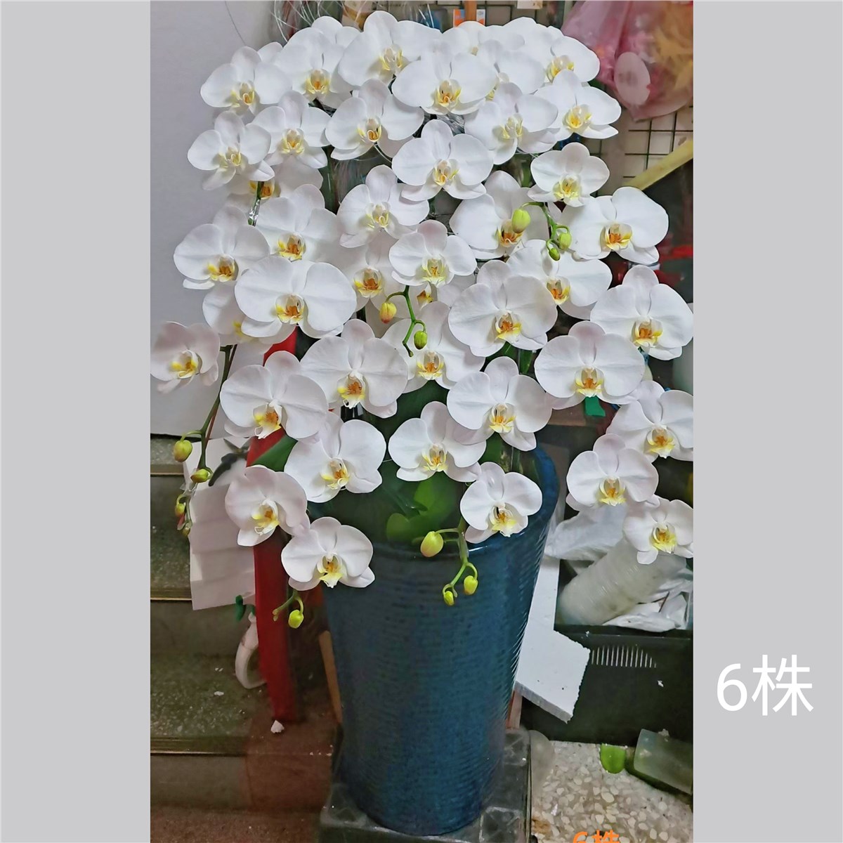 六株典雅蘭花(白色)花蓮鄉鎮