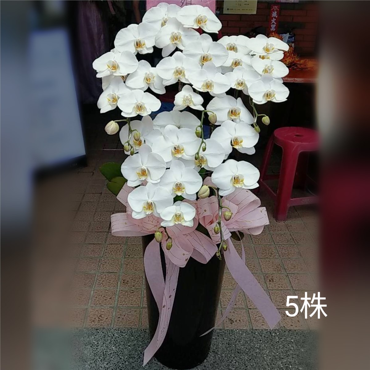 五株典雅蘭花(白色)  (花蓮鄉鎮)