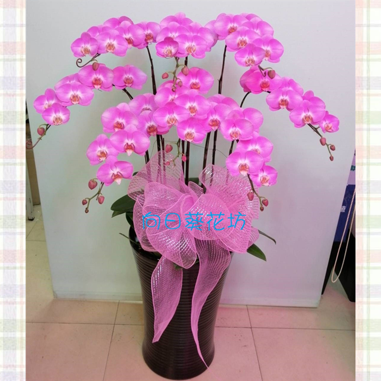 8株蘭花盆景(粉)