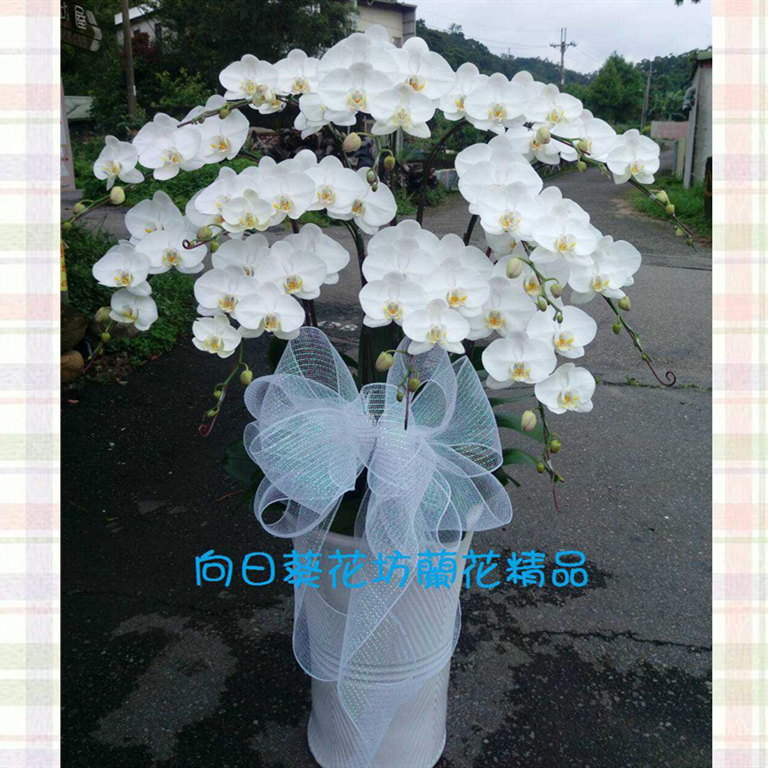 12株蘭花盆景(白)