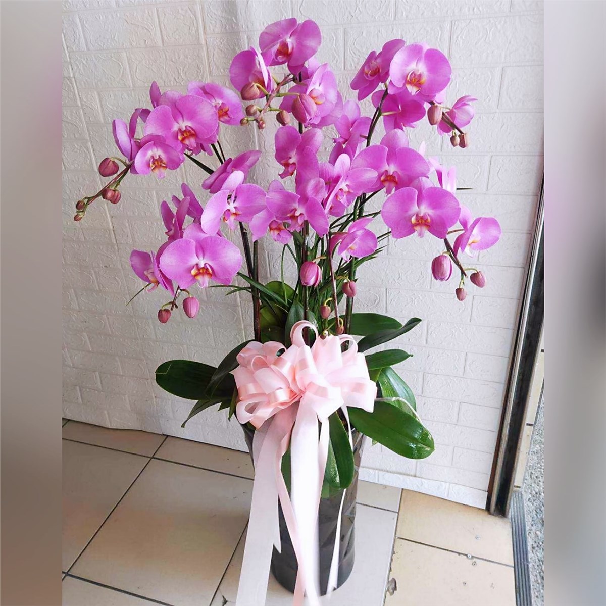 典雅六株蘭花盆(粉)