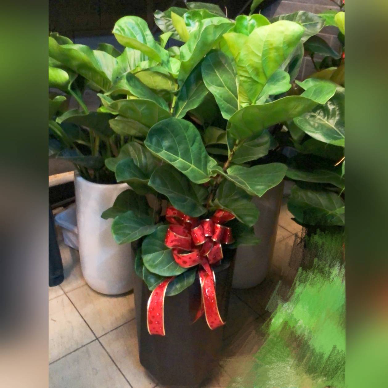 喜慶祝賀盆栽A款