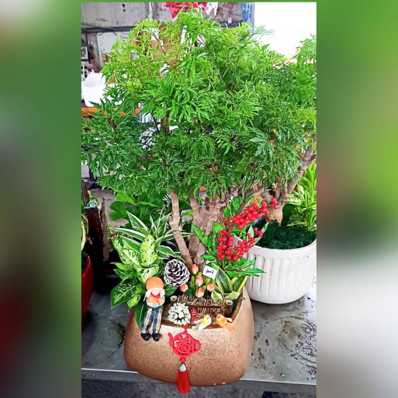 福祿桐盆景