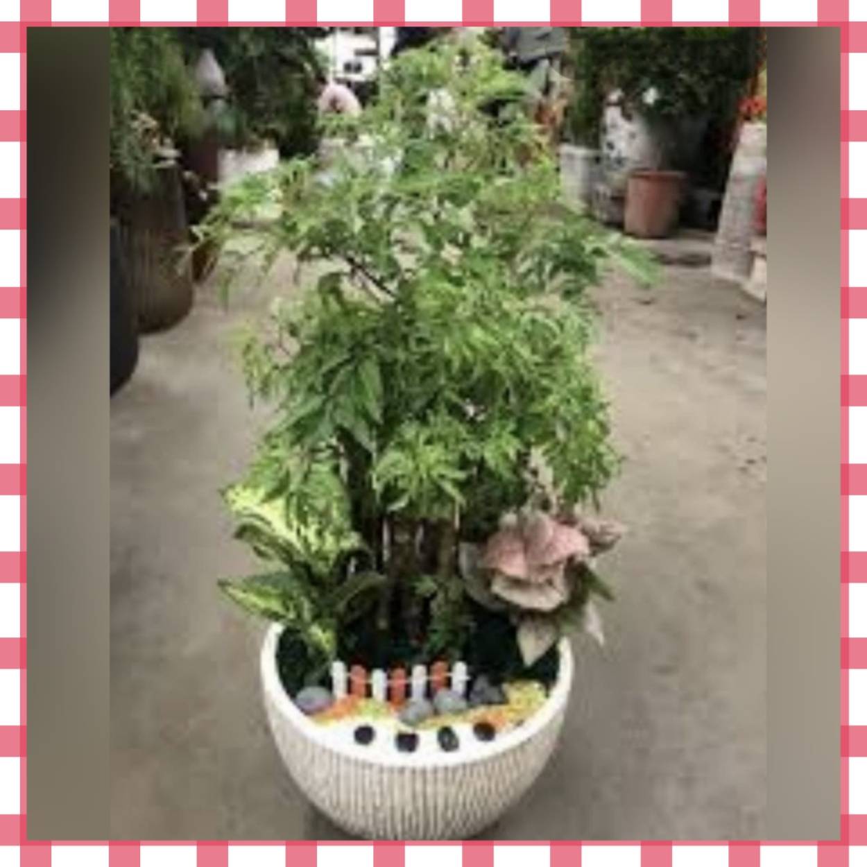 川七盆栽