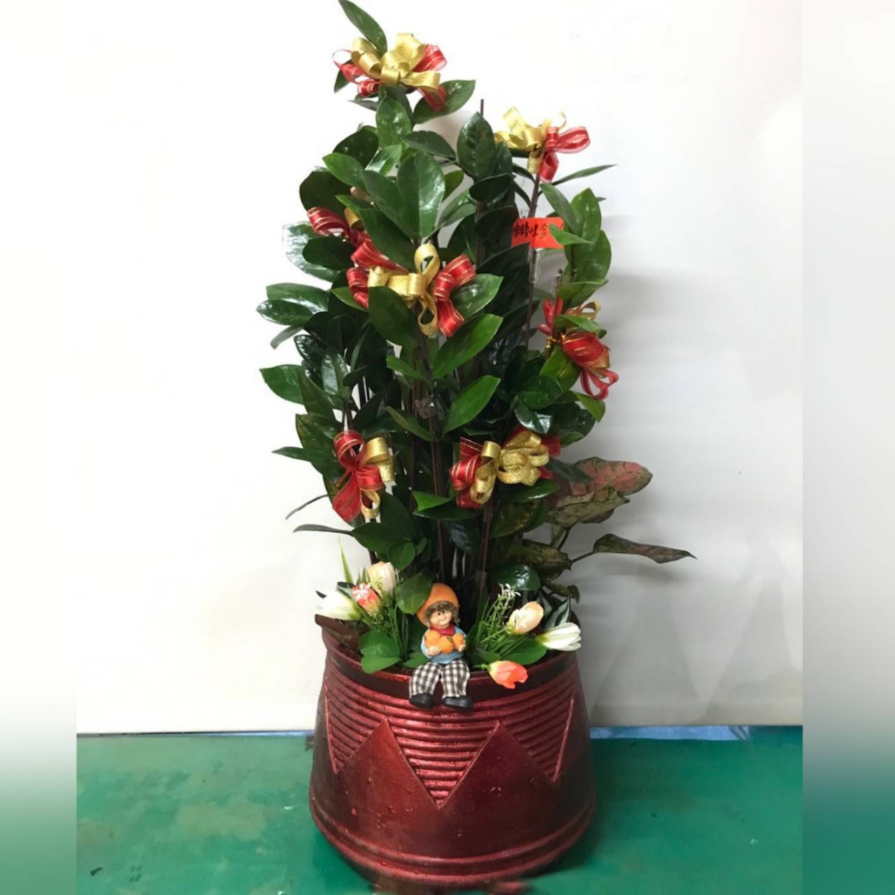 金錢樹盆栽01
