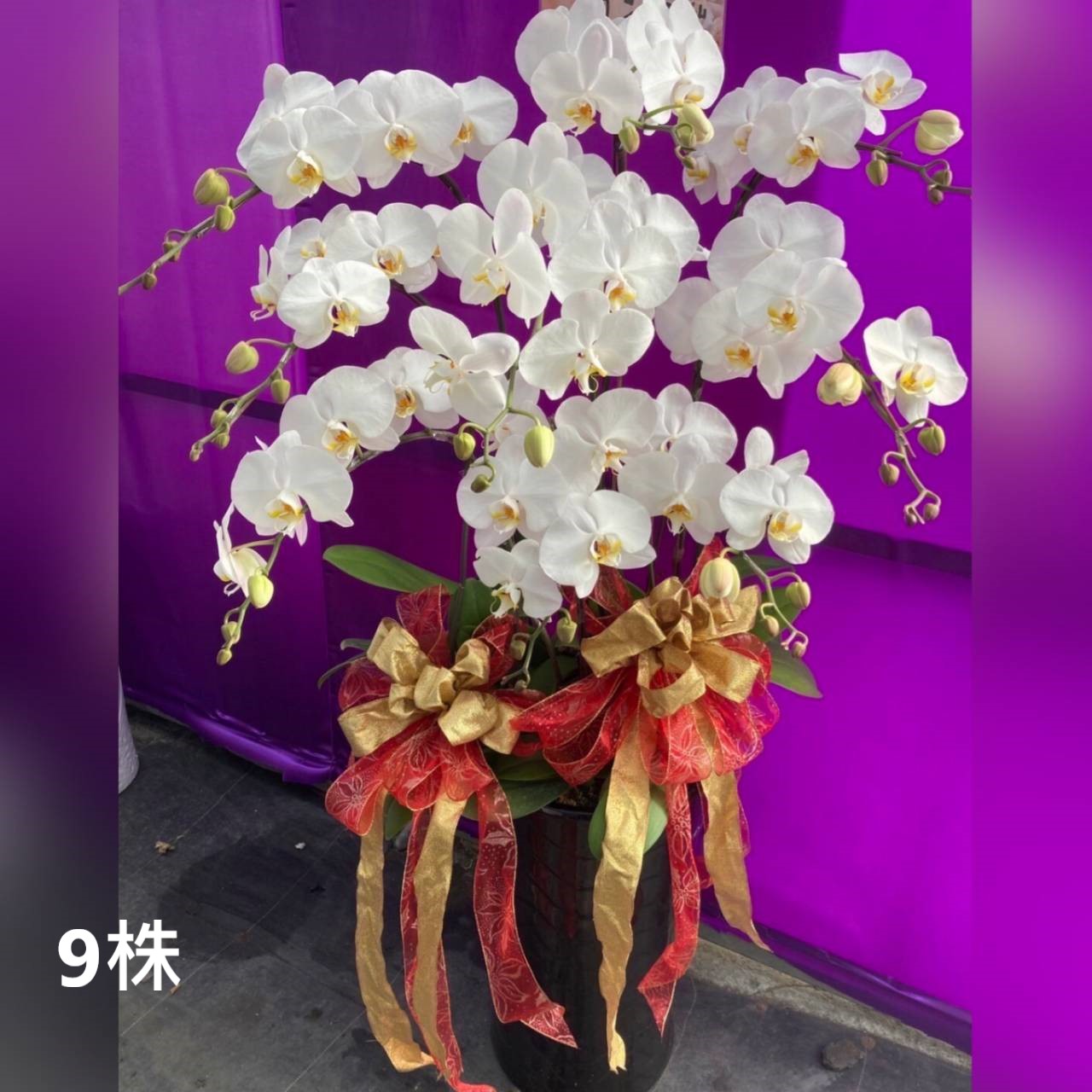 九株蘭花盆景