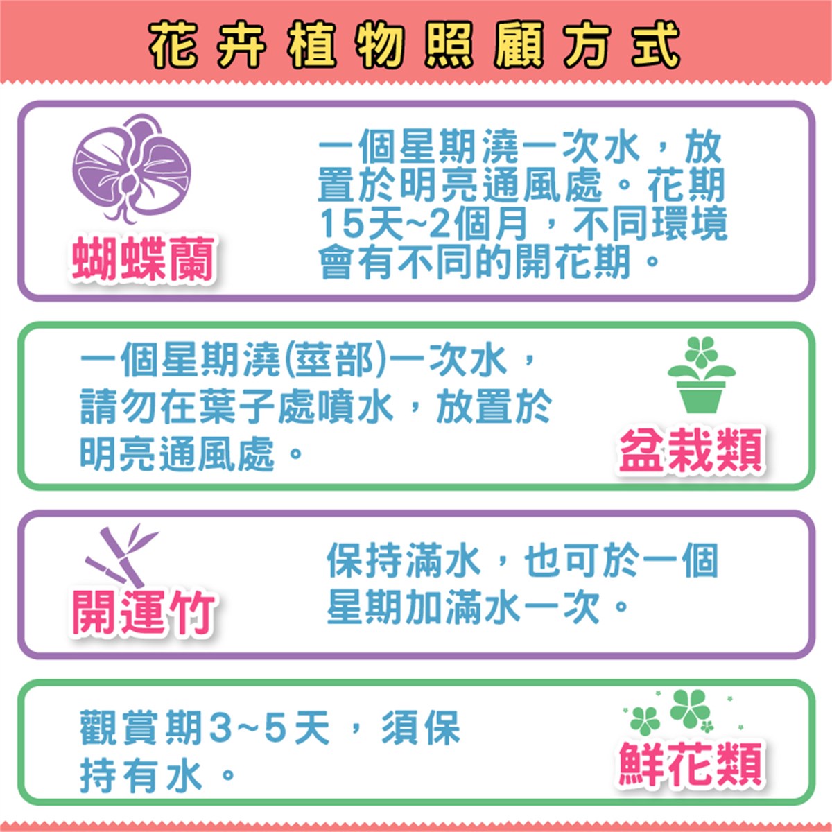十株蘭花盆景(粉色)