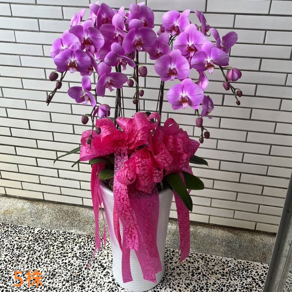 5株蘭花盆景(粉)