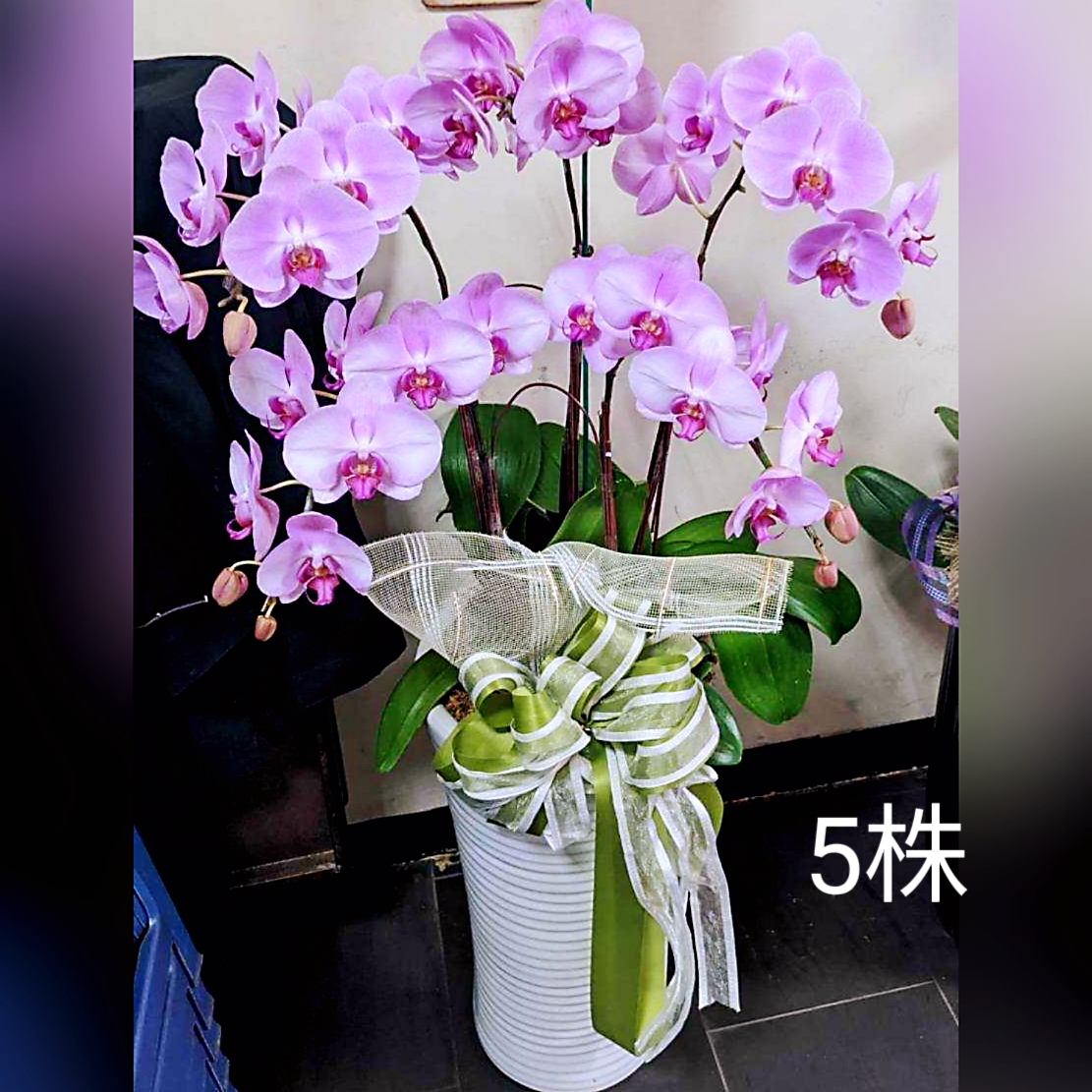 5株蘭花盆景(粉)