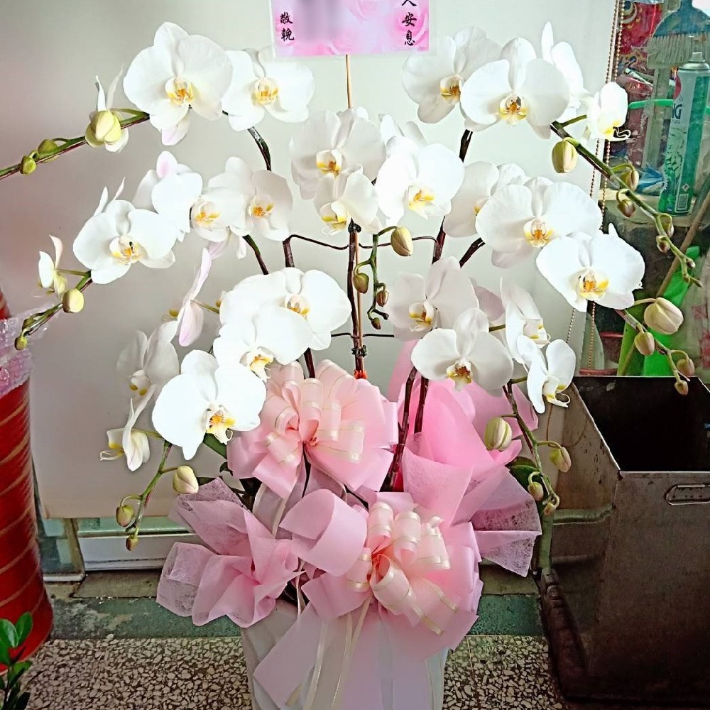 7株蘭花盆景(白)