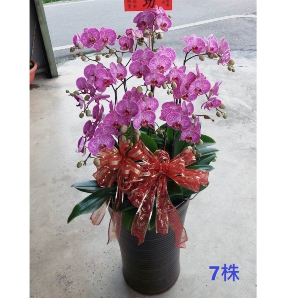 7株蘭花盆景(粉色)
