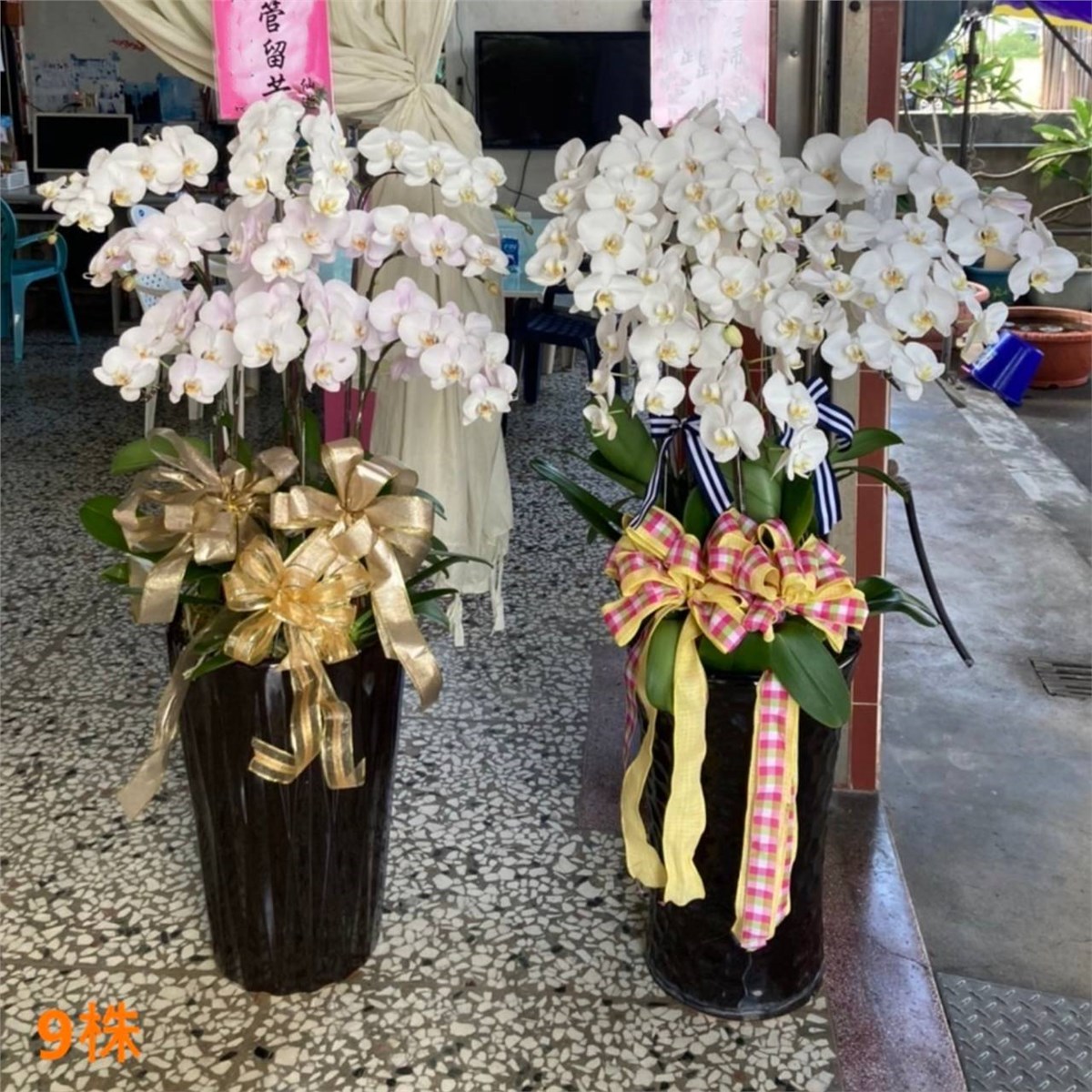9株蘭花盆景(白)