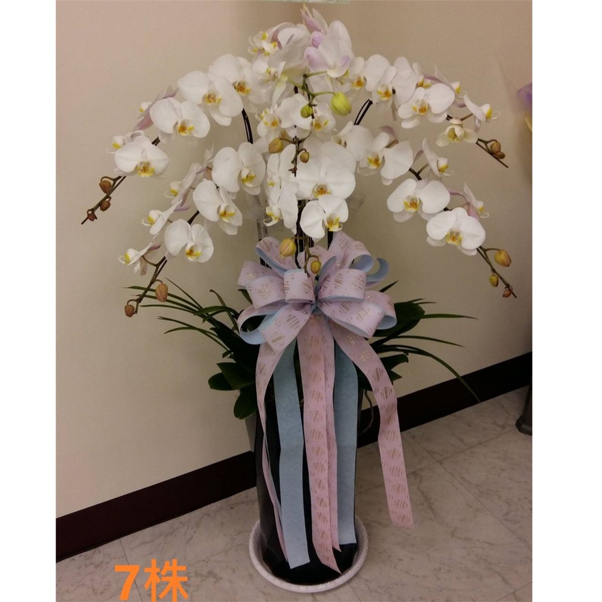 7株蘭花盆景(白)限彰化殯儀館