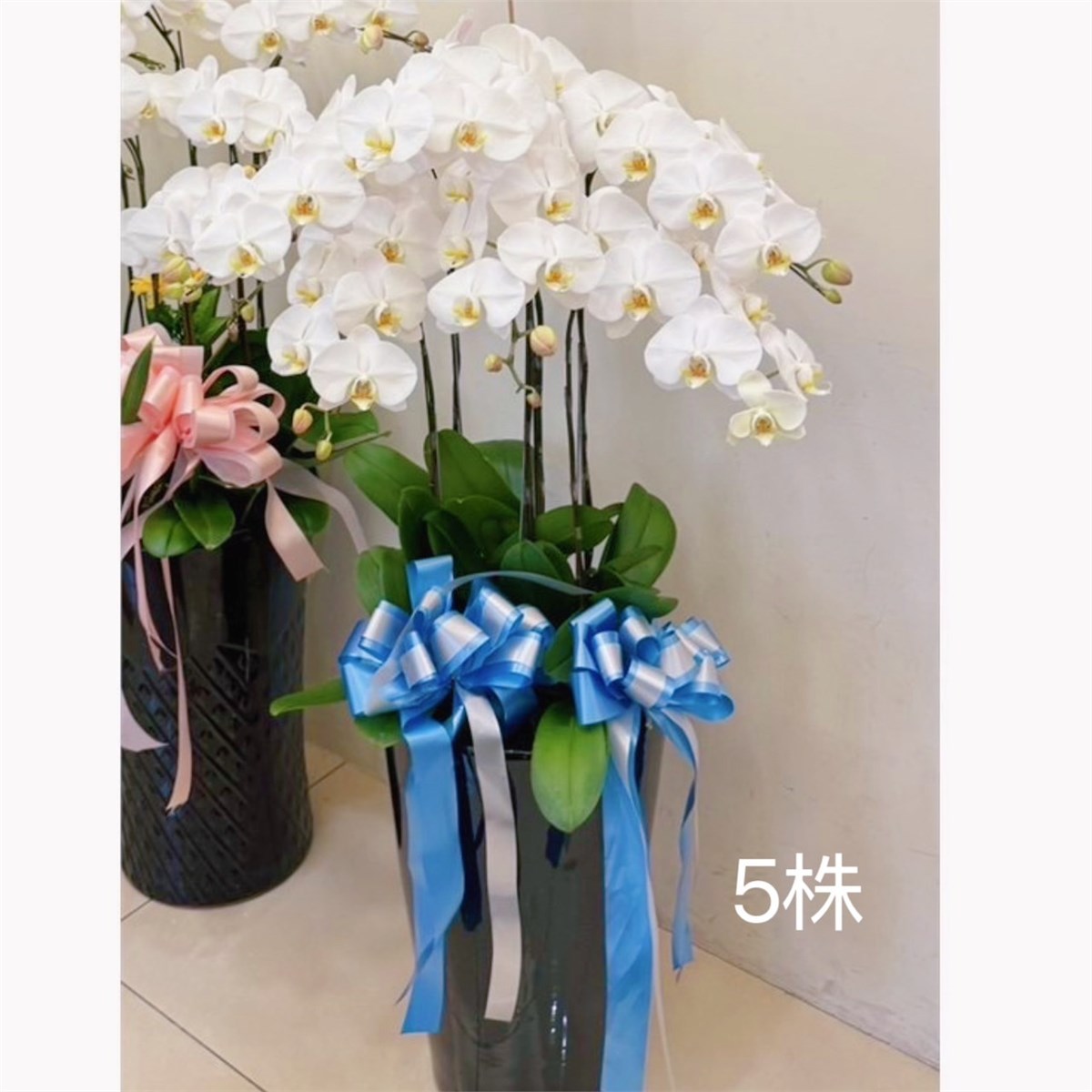 5株蘭花盆景(白)限彰化殯儀館