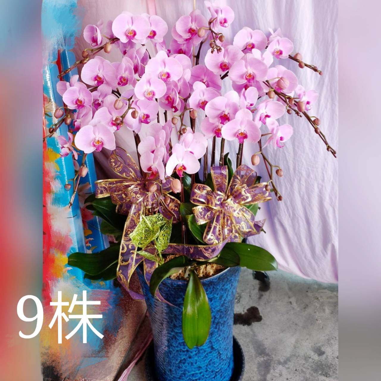9株粉色蘭花盆景