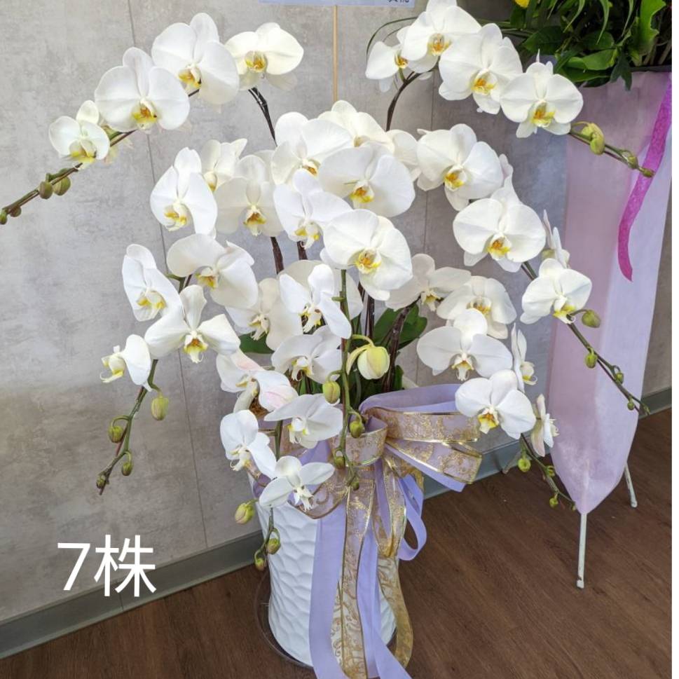 七株蘭花盆景(白)