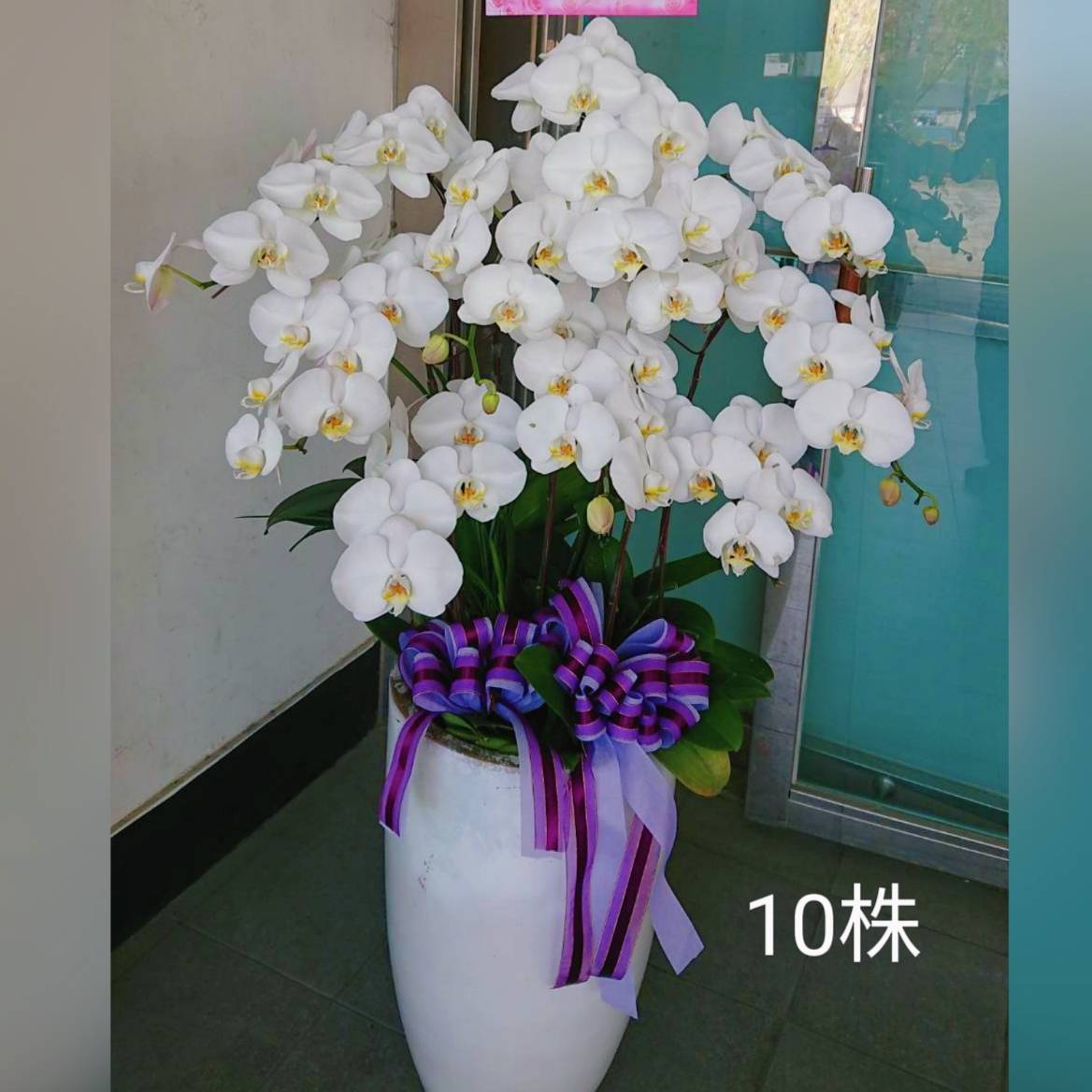 10株蘭花盆景(白)(限八德安樂園)