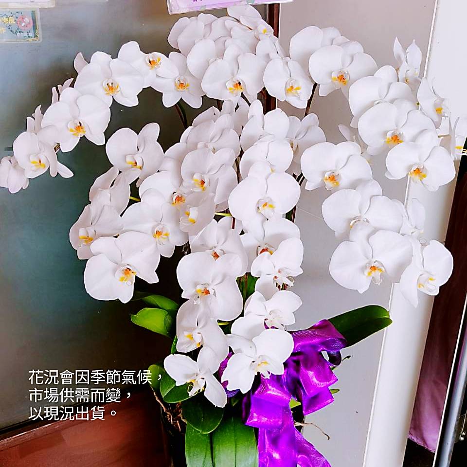 六株蘭花盆景(白)(限八德安樂園)