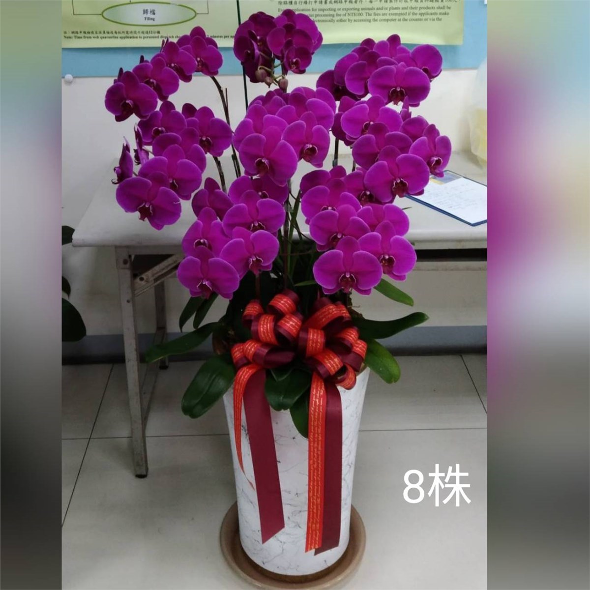 八株蘭花盆景(粉或紅)(限八德安樂園)