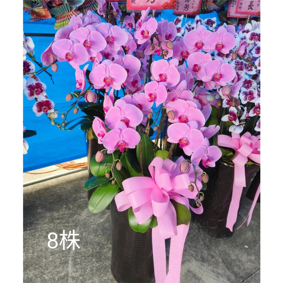 八株蘭花盆景(粉或紅)(限八德安樂園)