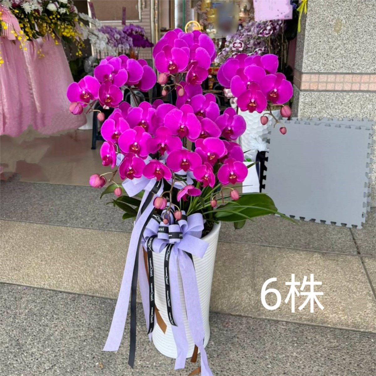 6株蘭花(粉)