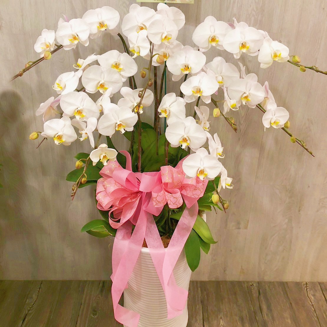 8株白蘭花