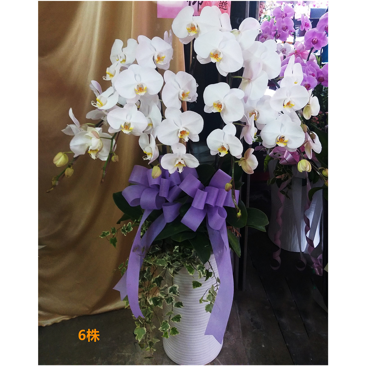 6株白色蘭花盆