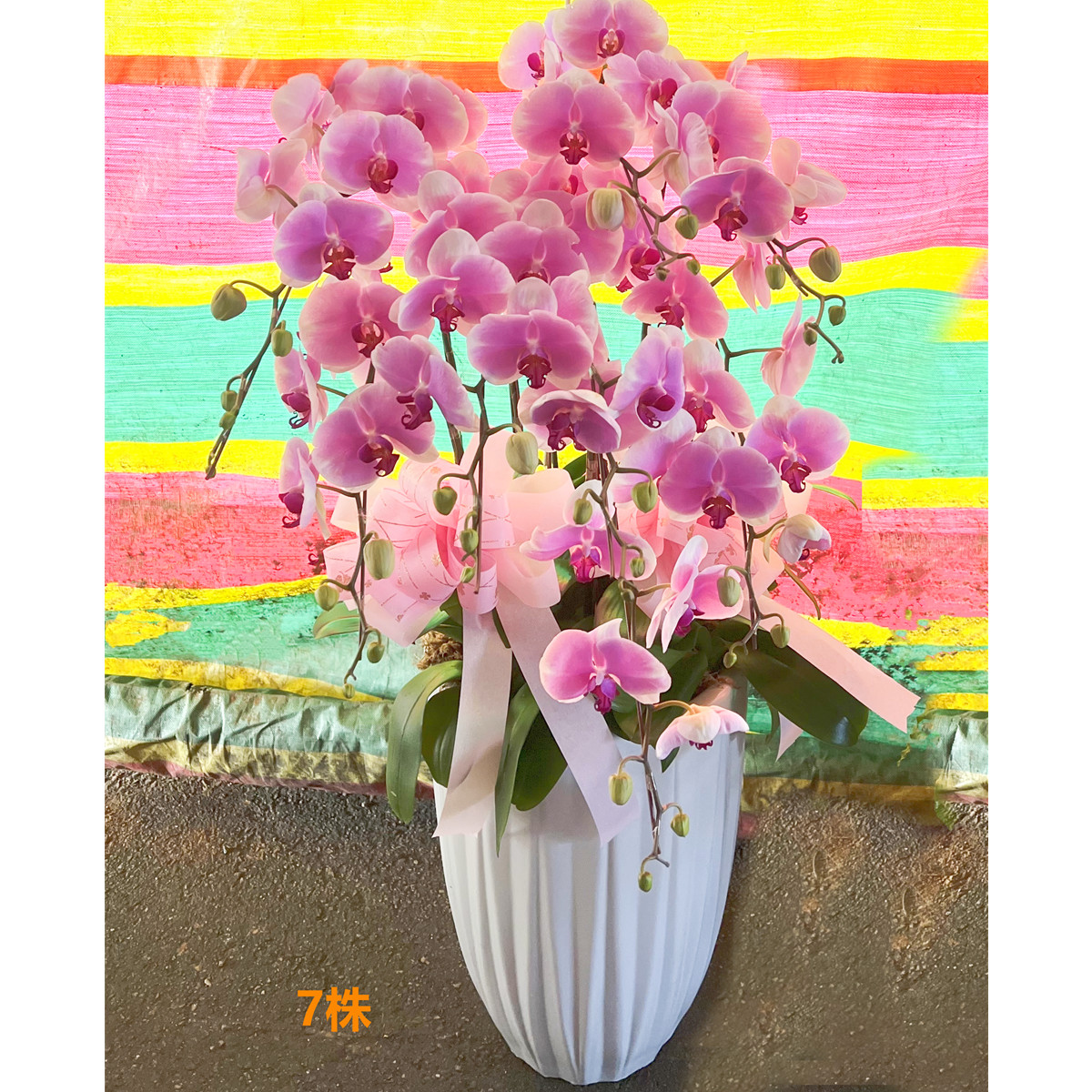 7株粉色蘭花盆