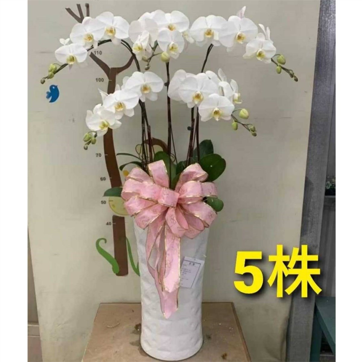 5株落地蘭花(白色)