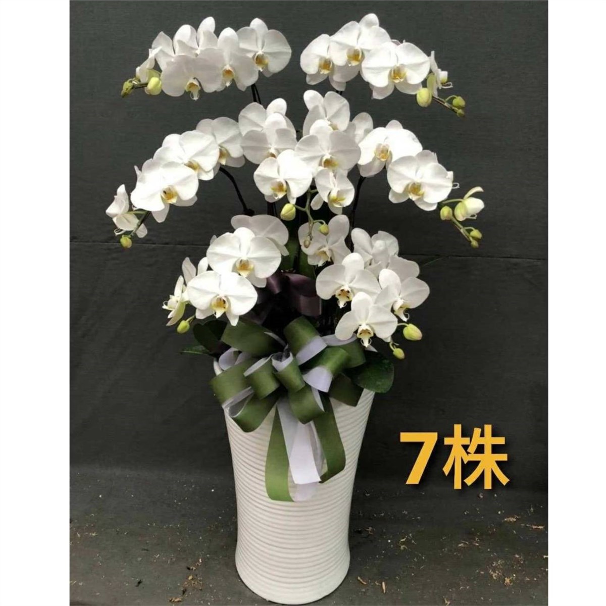 7株落地蘭花(白色)