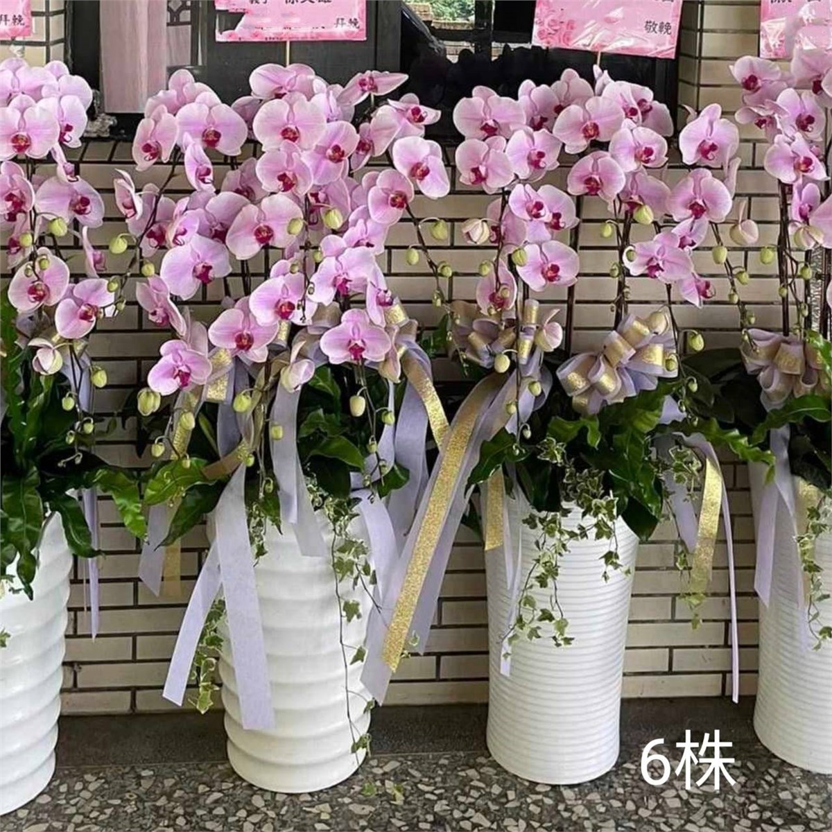 6株落地蘭花(粉色)