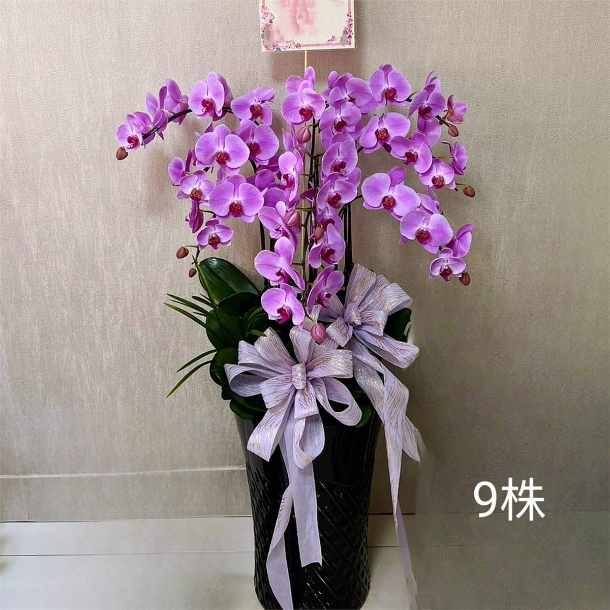 9株落地蘭花(粉色)
