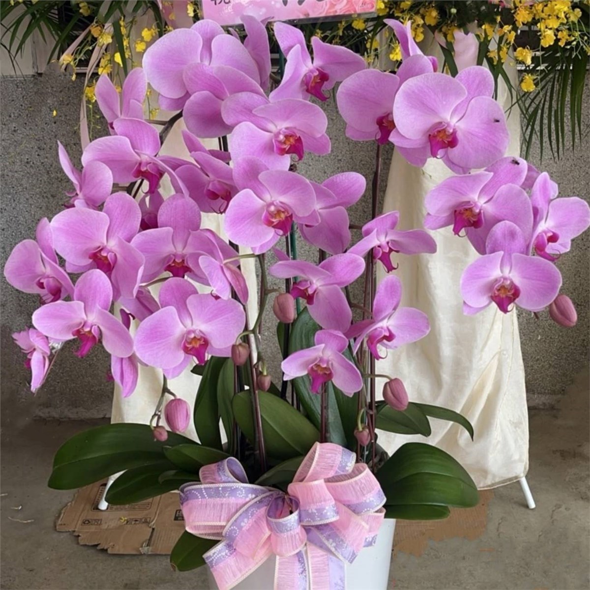 五株蘭花